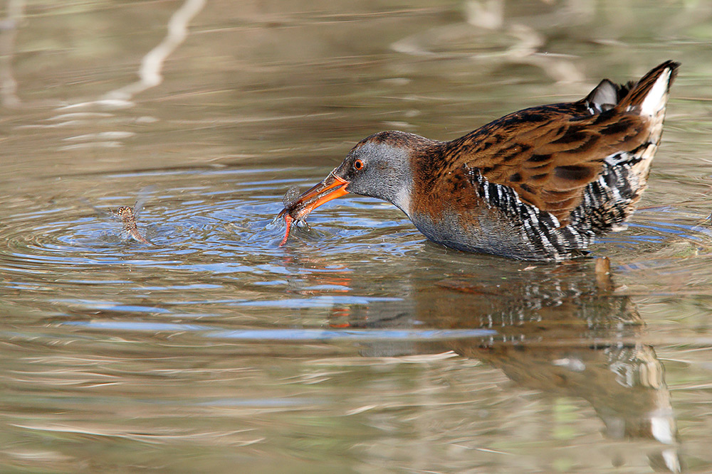 Porciglione, sequenza di predazione